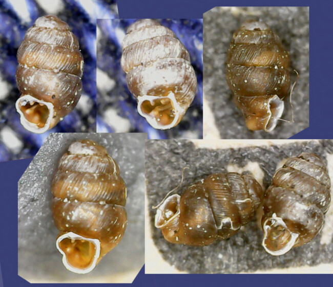 narrow-mouthed-whorl-snail-vertigo-angustior