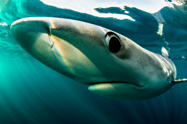 blue-sharks-prionace-glauca-swimming-underwater-close-up-baltimore-county-cork-ireland