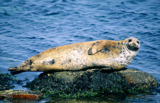 grey-gray-seal-basking-on-rock-north-atlantic-scotland-ireland