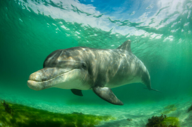 bottlenose-dolphin-inisheer-island-ireland