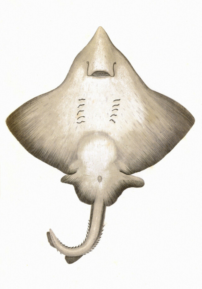 dipturus-intermedia-or-flapper-skate