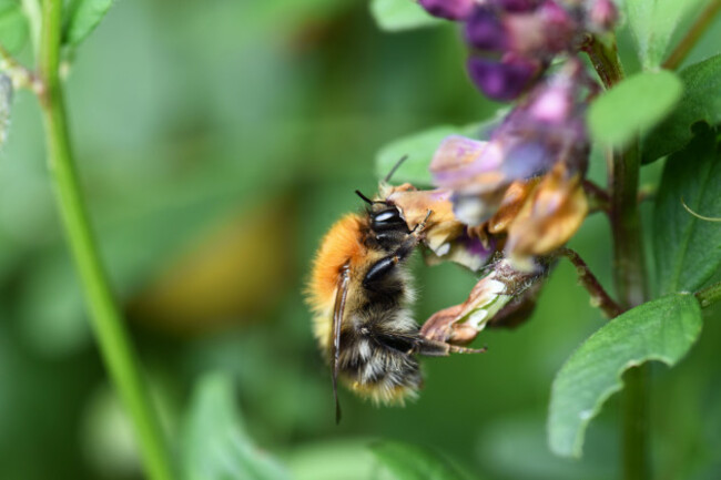 Common Carder Bumblebee foraging on Bush Vetch at World Bee Sanctuary - Image: Clare-Louise Donelan