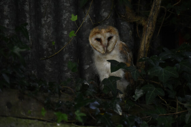 Young Barn Owl on World Bee Sanctuary - Image: Clare-Louise Donelan