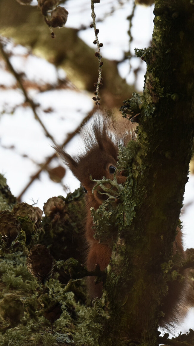 Red Squirrel at World Bee Sanctuary - Image: Clare-Louise Donelan