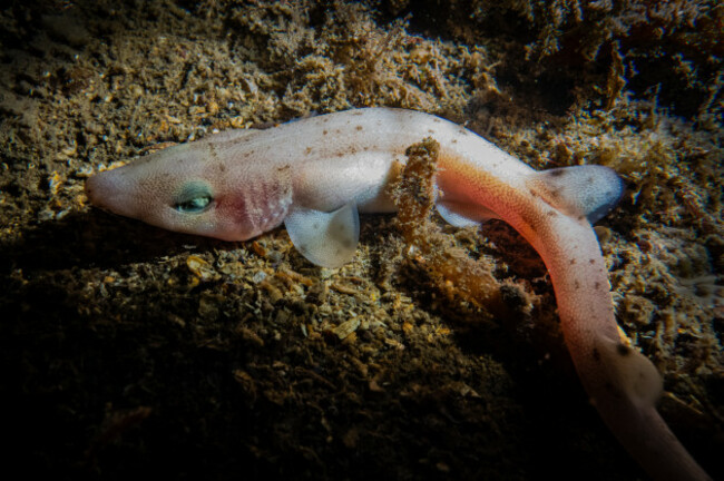 Andrei Astrakharchik_Beginner_First