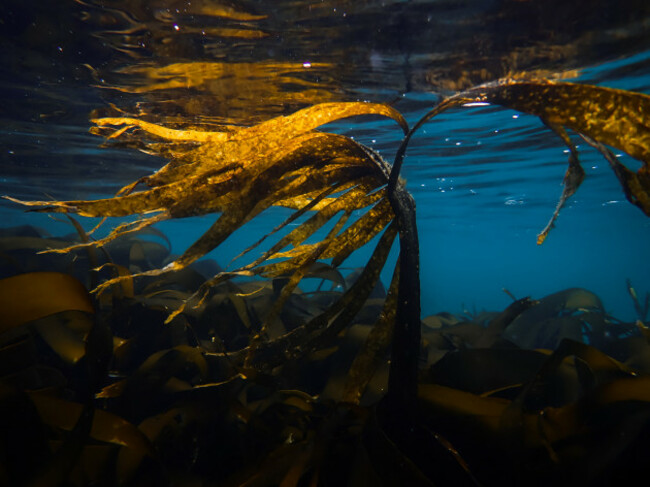 Cornelia Krausz_Beginner_Third