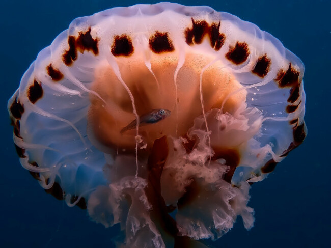 Sinead Keys_Macro_Second