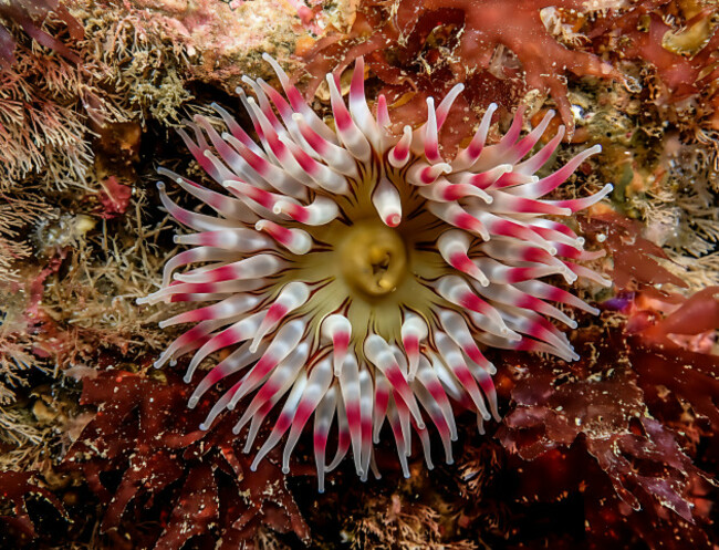 Dominik Bulicz_Macro_Third