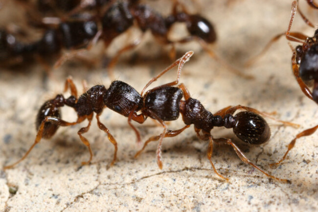 ants
