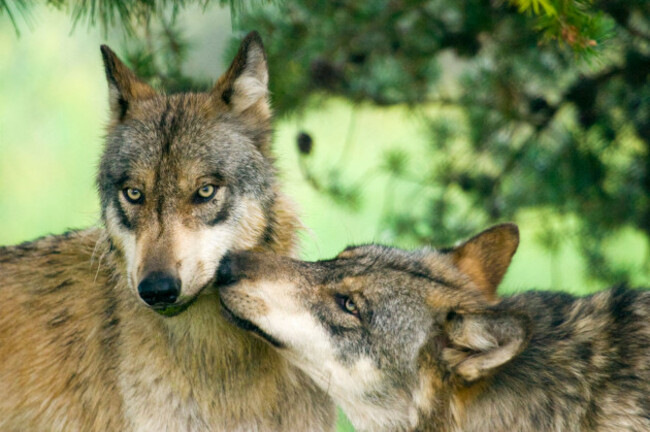 gray-wolves-canis-lupus-usa