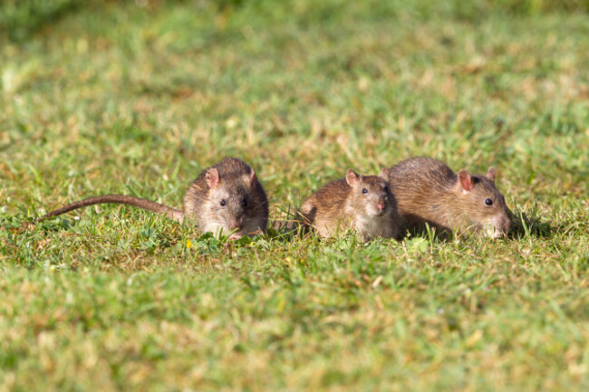 wood-mouse-family-field-mouse-family