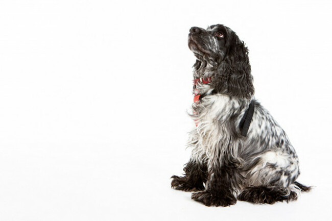 english-springer-spaniel-full-body-studio-image-of-a-pedigree-english-springer-spaniel-dog-set-against-a-white-background