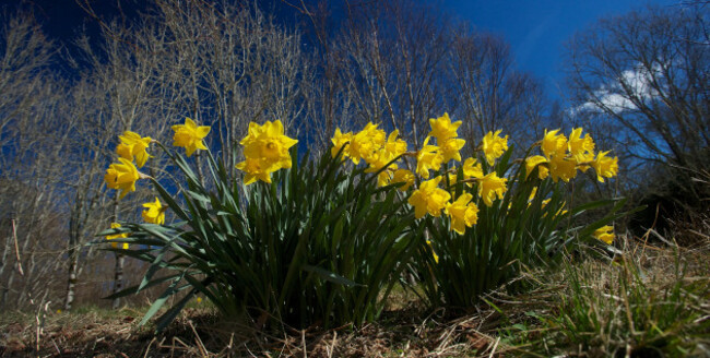 wide-angled-view-of-daffodils-in-full-bloom-on-a-sunny-day-with-blue-sky