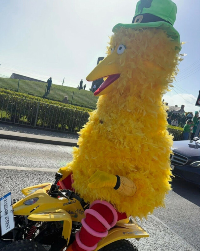big bird