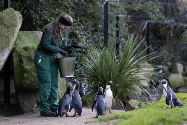 REPRO_FREE_Dublin_Zoo_Penguins