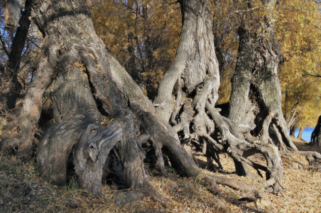 autumn-landscape-huge-roots-of-old-willows-work-of-time