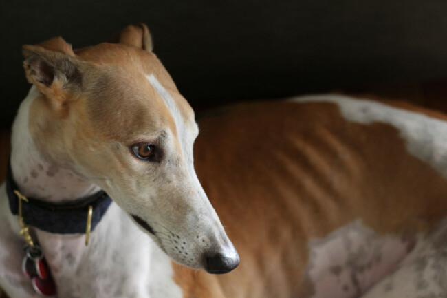 a-portrait-of-a-greyhound