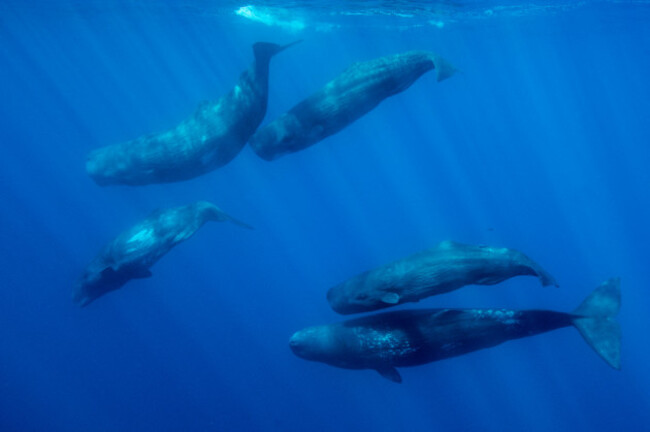 sperm-whales-swimming-underwater