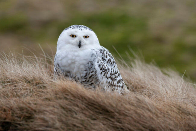 snowy-owl-bubo-scandiacus-controlled-cumbria-uk