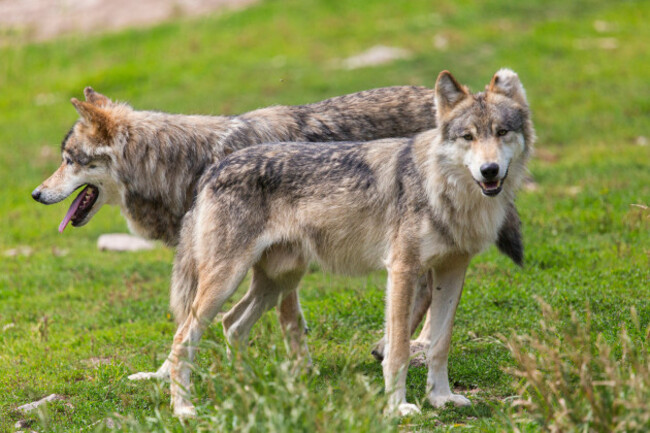 eurasian-tundra-wolves-wolf-park-of-gevaudan-france