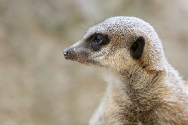 REPRO_FREE_Dublin_Zoo_07 (1)