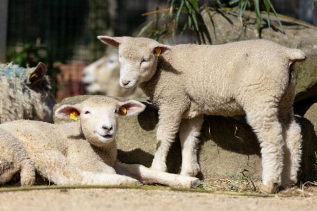 REPRO_FREE_Dublin_Zoo_12