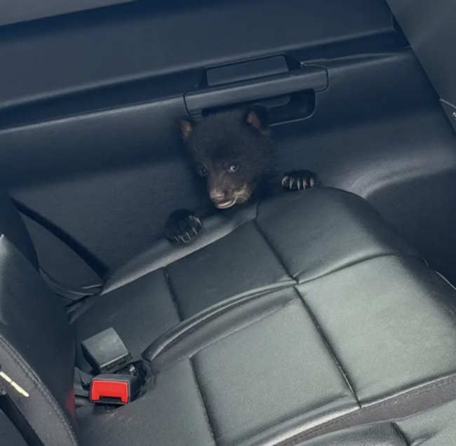 Screenshot 2026-04-04 at 12.13.53