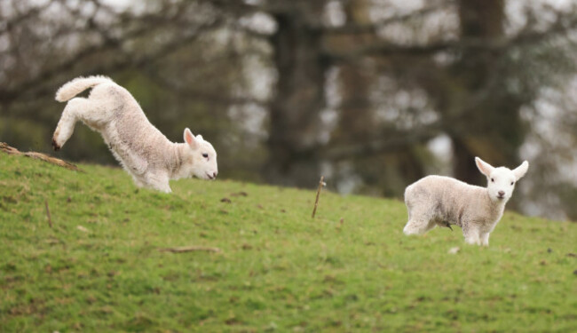 SPRING LAMBS 4868_90746061