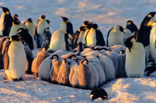 emperor-penguin-with-chicks-kindergarden-aptenodytes-forsteri-antarctica