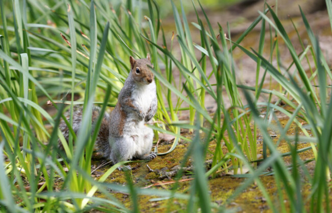 746Stephens Green_90746663