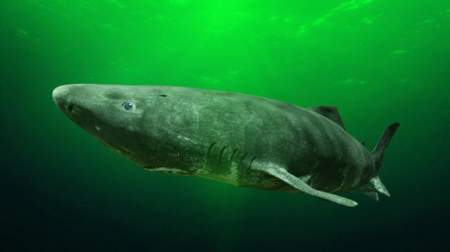 greenland-shark-near-the-ocean-ground-somniosus-microcephalus-shark-with-the-longest-known-lifespan-of-all-vertebrate-species
