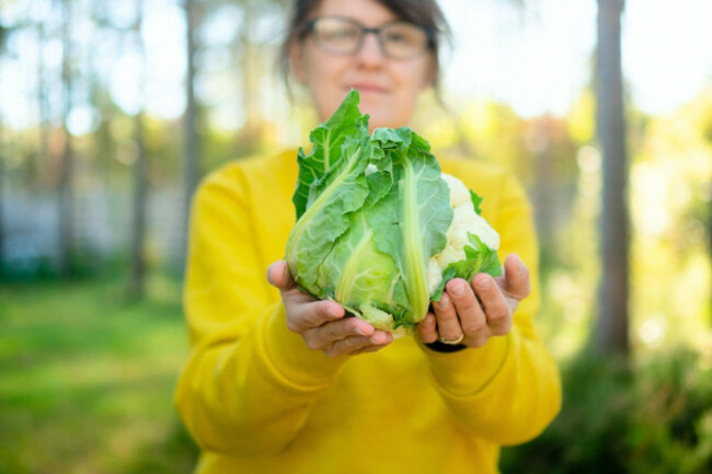 hands-of-woman-farmer-holding-cauliflower-head-freshly-picked-seasonal-farm-work-organic-vegetables-natural-growth-fiber-rich-food-sustainable-agriculture-and-rural-lifestyle