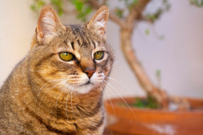 portrait-of-domestic-cat