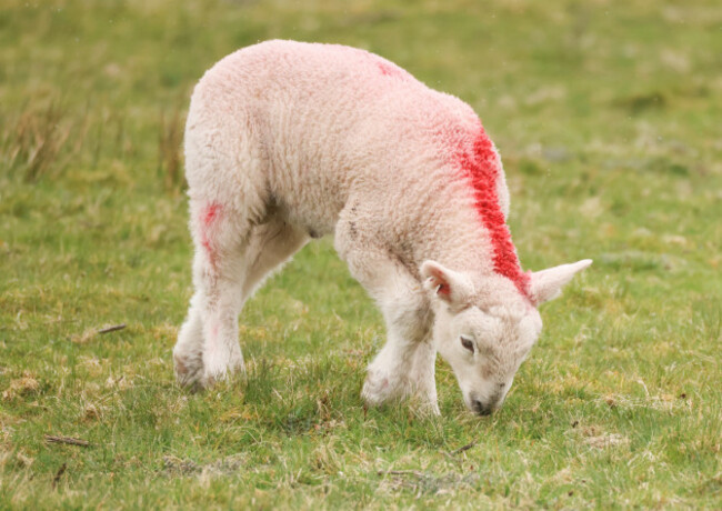 Spring lambs-1_90746909