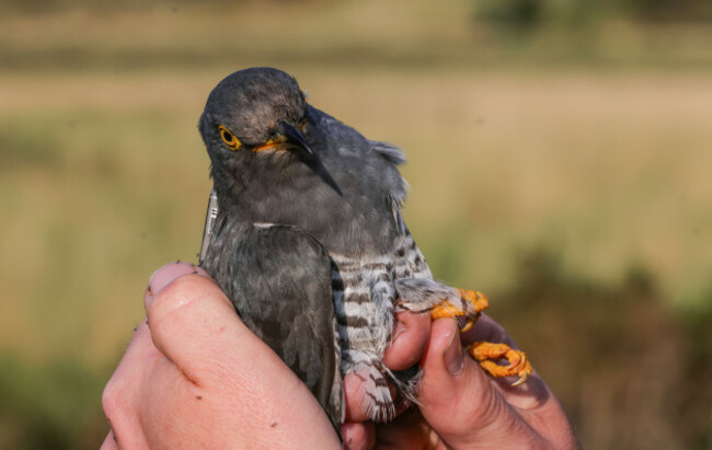 The Cuckoo Project Cores1