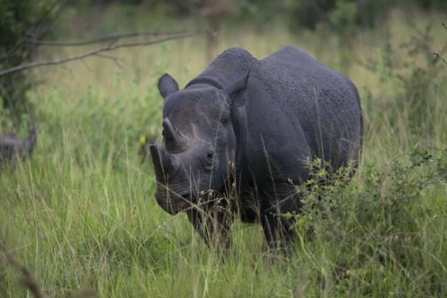 black-rhinoceros-diceros-bicornis-or-black-rhino-in-tall-grass-akagera-national-park-or-kagera-national-park-eastern-province-rwanda