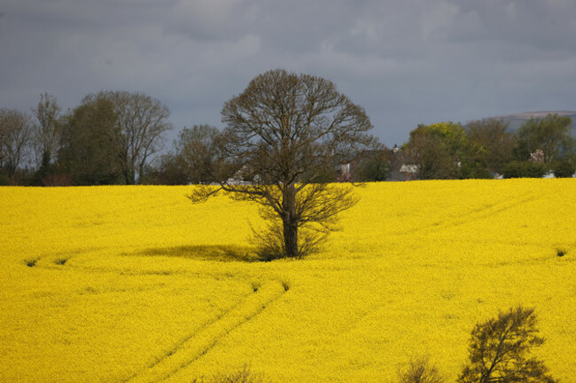 218Rapeseed Crop_90747561
