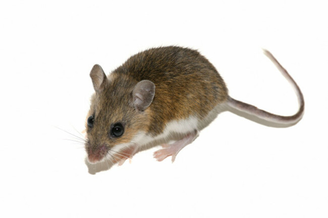 white-footed-mouse-peromyscus-leucopus-deer-mouse-on-white-background