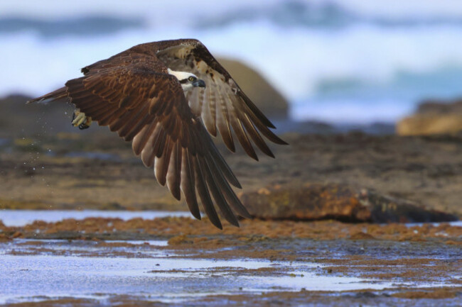 osprey-pandion-haliaetus-single-adult-taking-flight-from-rock-shelf-eastern-australia