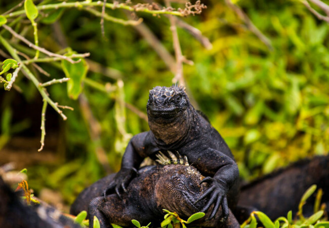 sea-iguanas-native-to-only-the-galapagos-step-over-each-other-to-find-the-best-place-to-lay-in-the-sun-galapagos-ecuador-south-america