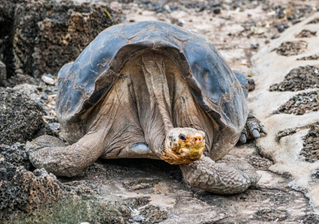 historic-image-of-lonesome-george-the-last-male-pinta-island-tortoise-chelonoidis-nigra-abingdonii
