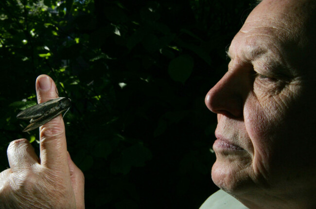 sir-david-attenborough-at-london-zoo-this-morning-launching-the-national-moth-recording-scheme-the-scheme-run-by-butterfly-conservation-will-enlist-thousands-of-volunteers-as-part-of-a-wider-series