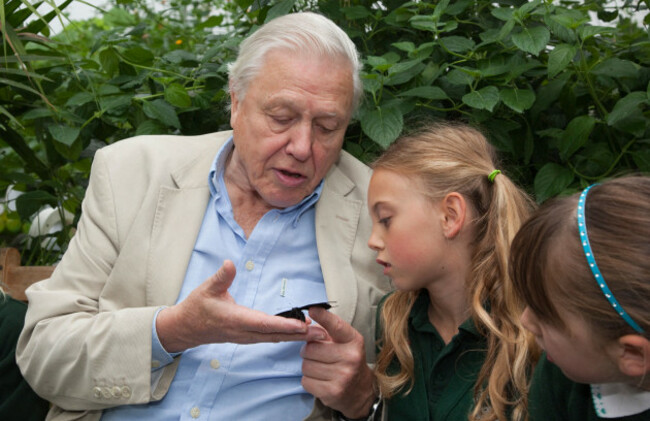 sir-david-attenborough-big-butterfly-count-national-history-museum-london