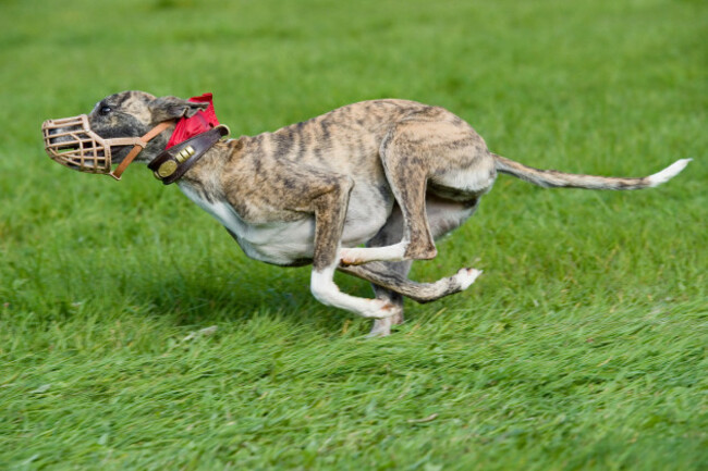 greyhound-dog-lure-coursing
