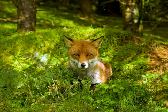 red-fox-in-the-cooley-mountainsireland