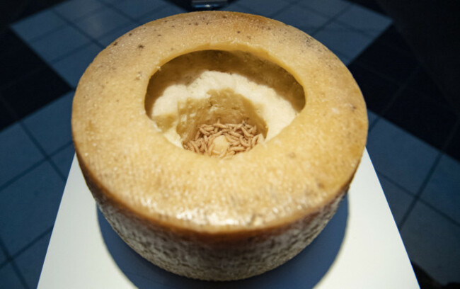 casu-marzu-maggot-infested-cheese-from-sardinia-is-displayed-at-the-disgusting-food-museum-in-malmo-sweden-november-4-2018-disgusting-food-museum-invites-visitors-to-explore-the-world-of-food-and