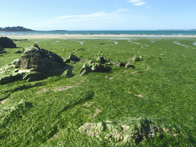 stranded-green-seaweeds-overgrowth-on-brittany-coast