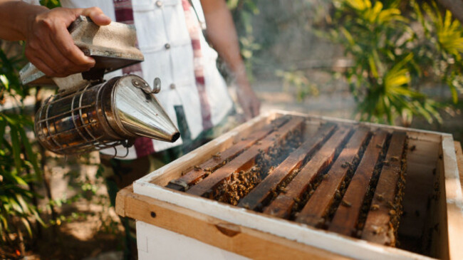 beekeeper-smoking-beehive-calming-bees-for-honey-production-and-agricultural-work
