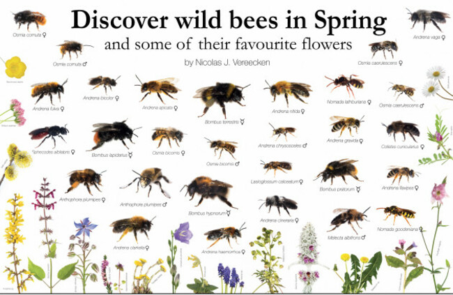 wild-bees-in-spring
