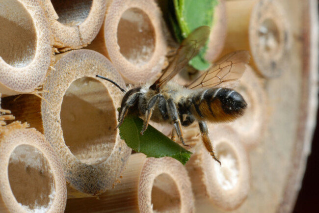 a-leafcutter-bee-megachile-centuncularis-on-a-bamboo-home-for-solitary-bees